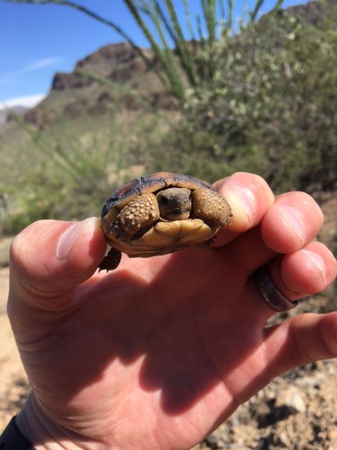 Readers share their desert tortoise photos